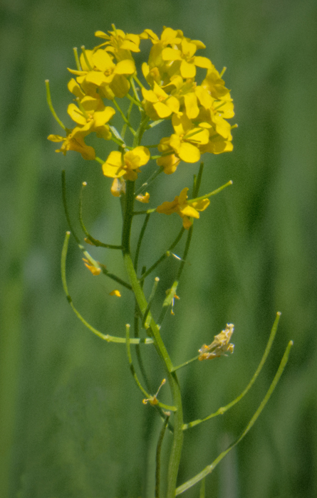 American Winter Cress.jpg